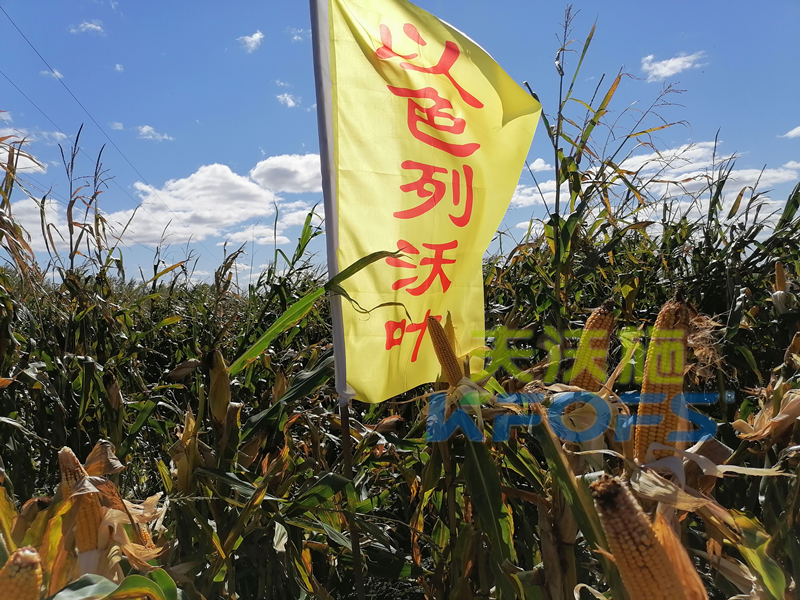 玉米打什么葉面肥增產(chǎn)？解你所惑！