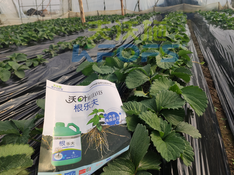 草莓結(jié)果的時候要施什么肥？別再用錯了！