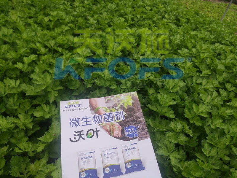 芹菜用什么肥料長(zhǎng)的快？菜農(nóng)推薦這款！
