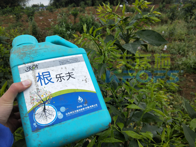 生根劑-柑橘用沃葉根樂夫生根劑效果.png