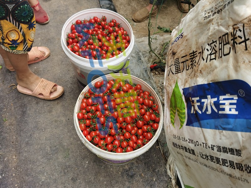 這款大量元素水溶肥，看完為何都很心動(dòng)？