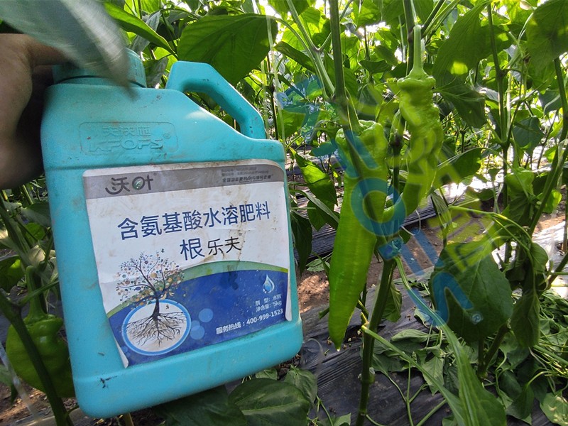 生根水溶肥-辣椒用沃葉根樂(lè)夫水溶肥.jpg