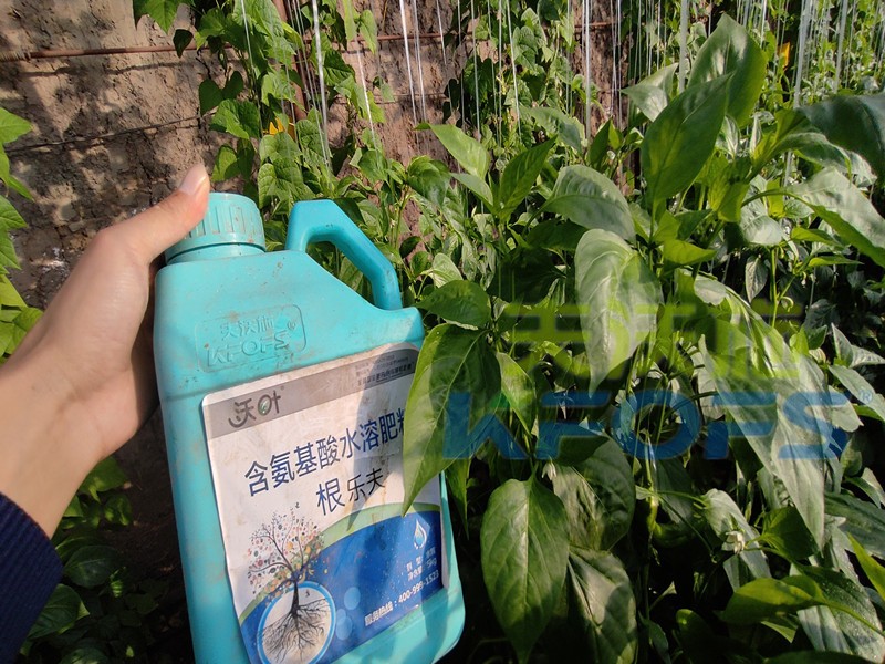 生根水溶肥-辣椒用沃葉根樂(lè)夫水溶肥 .jpg