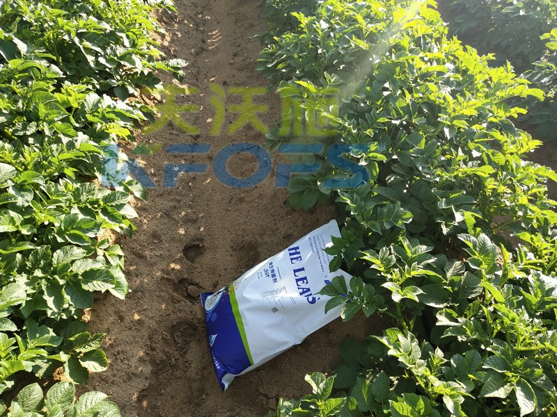 8年種植經(jīng)驗(yàn)老農(nóng)說(shuō)，種土豆用什么肥料好！