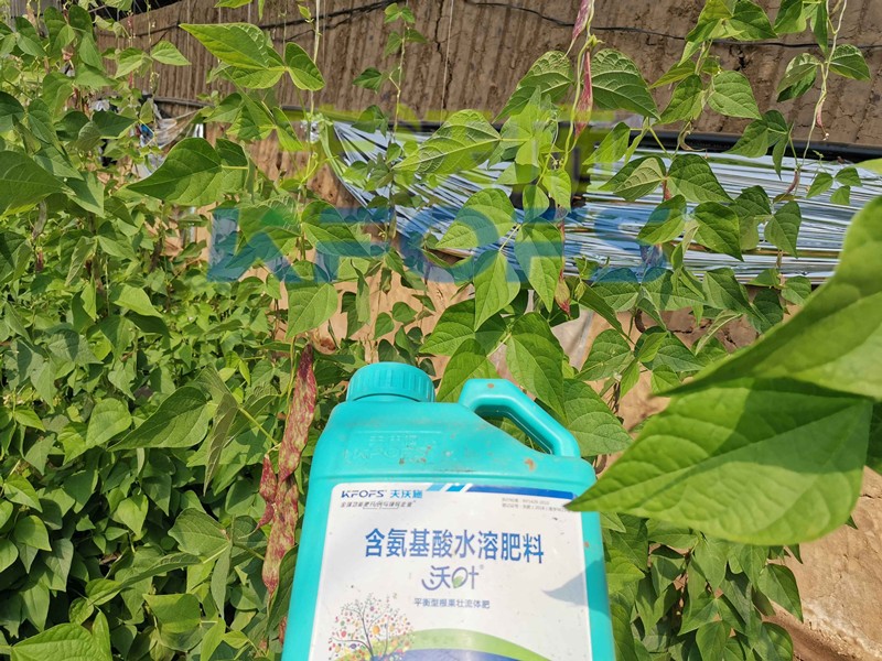 水溶肥-西紅柿用沃葉水溶肥效果.jpg
