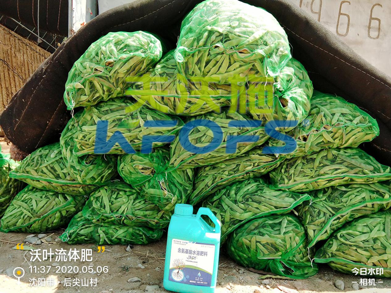 豆角用什么肥料產(chǎn)量高，有必要一看！