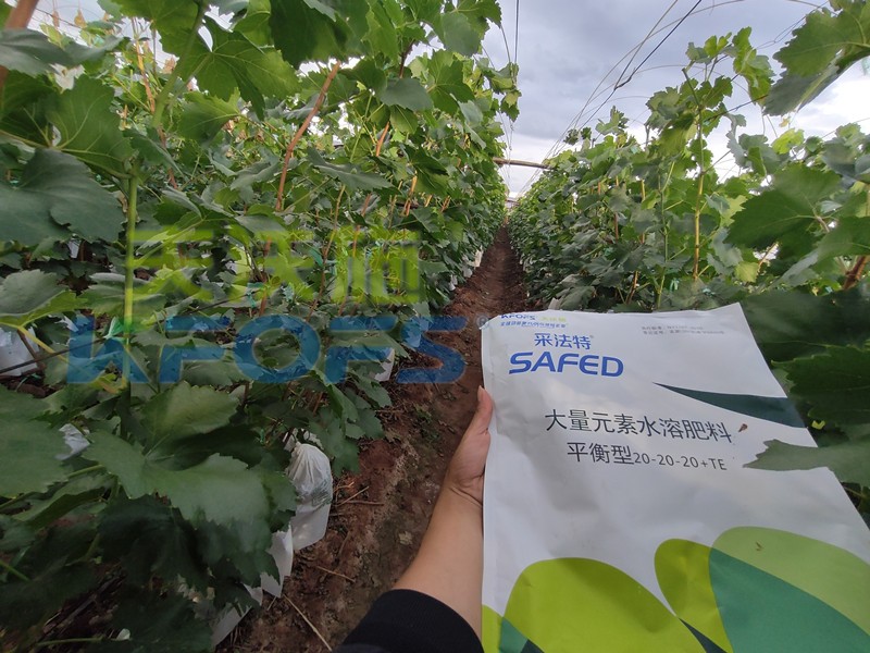 如何選擇靠譜的水溶肥廠家？很重要！
