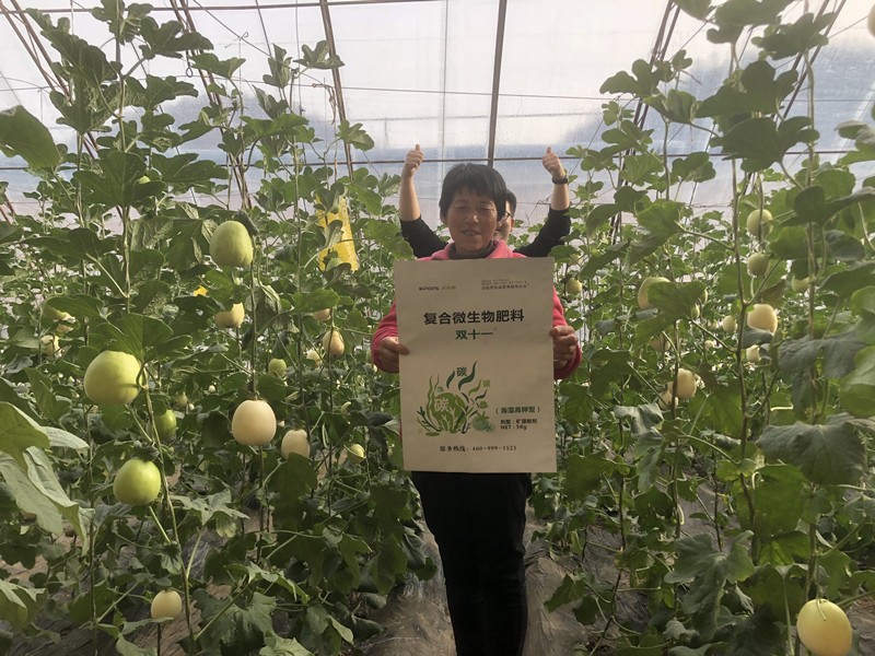 復合微生物肥料-甜瓜用沃葉雙十一效果.jpg