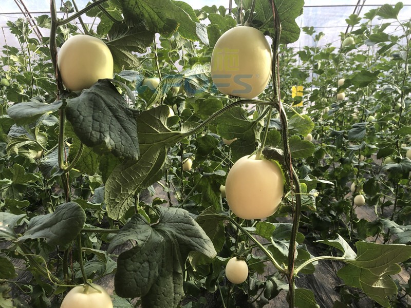 復合微生物肥料-甜瓜用沃葉雙十一效果.jpg