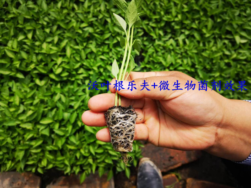 水溶肥-辣椒用沃葉根樂夫+菌劑效果.png