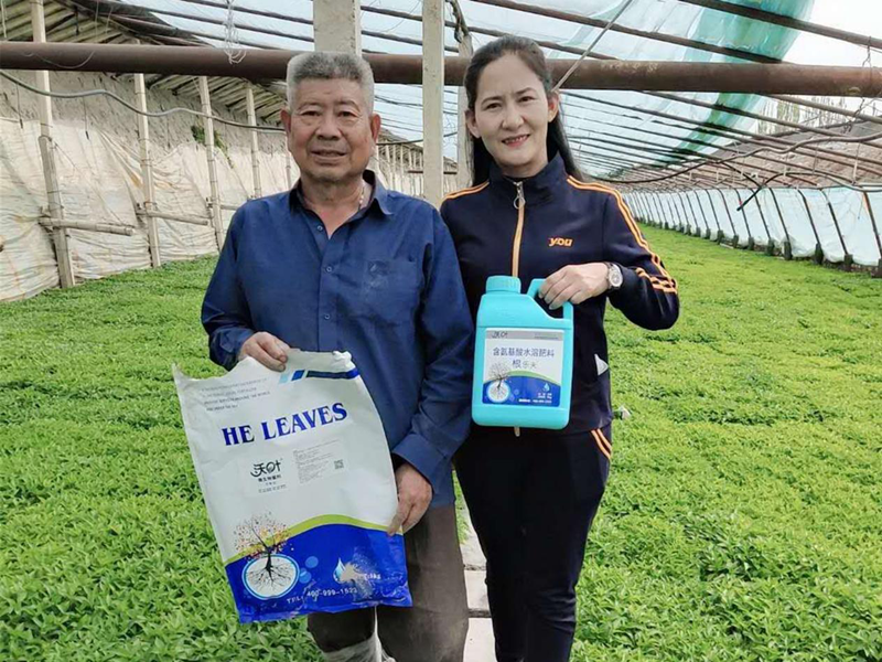 水溶肥-辣椒用沃葉根樂夫+菌劑效果1.png