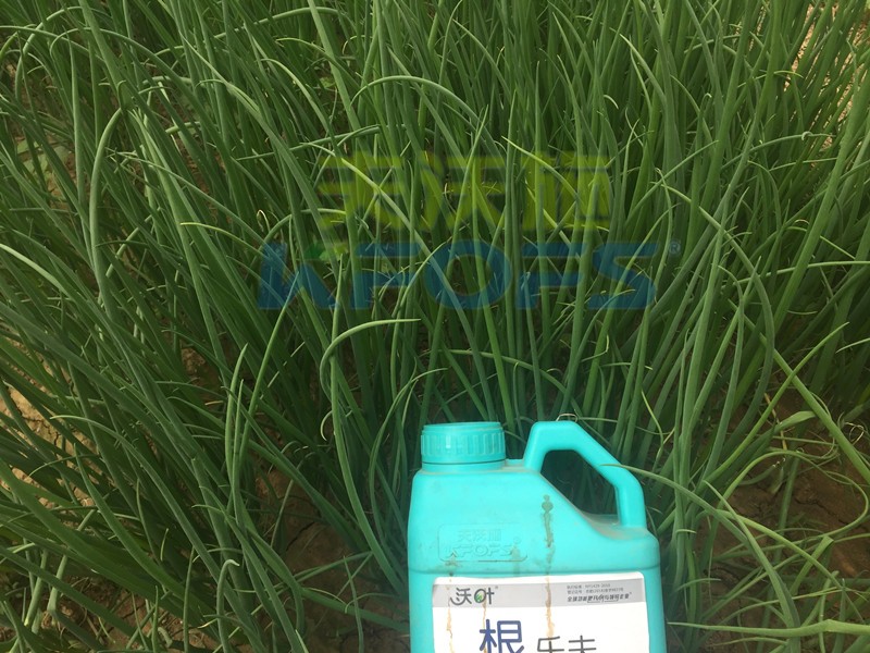 大蔥用什么水溶肥長得高？
