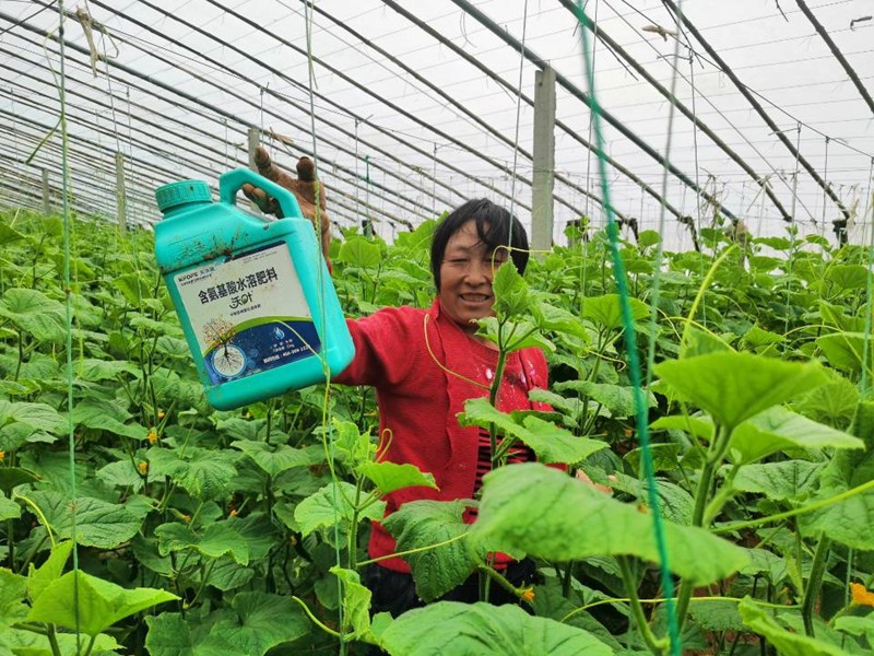 蔬菜沖施肥怕凍嗎？