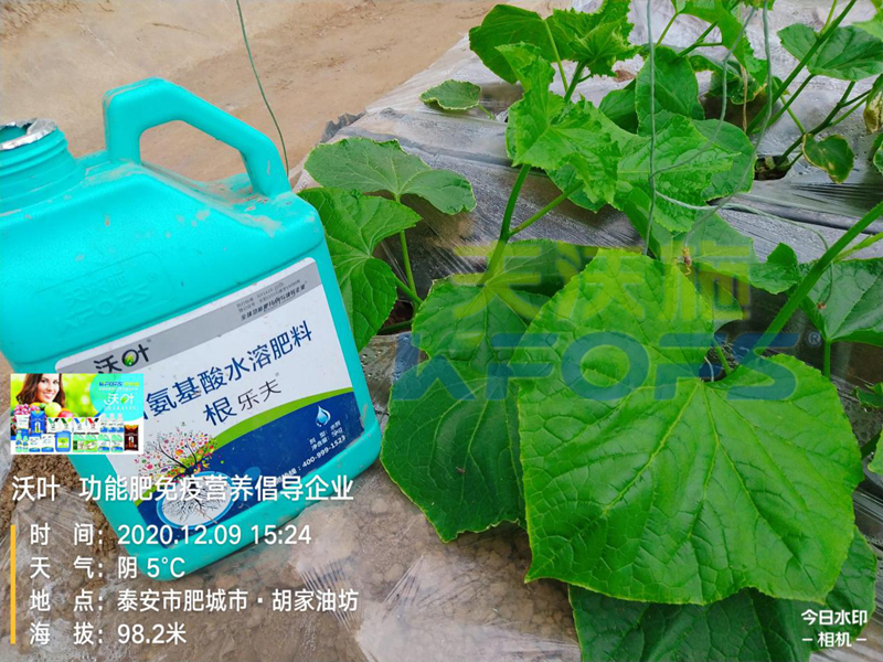 生根劑-黃瓜用沃葉根樂夫生根劑效果.png