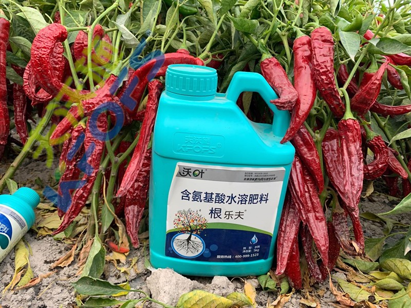 生根劑-辣椒用沃葉根樂夫效果.jpg