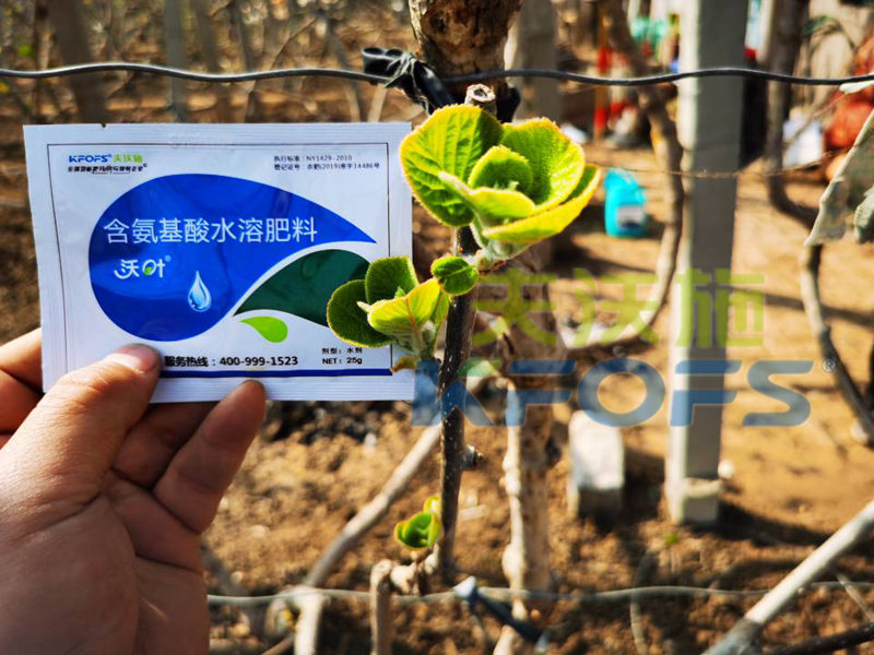 獼猴桃冬季施什么肥料,抵抗性強(qiáng)？
