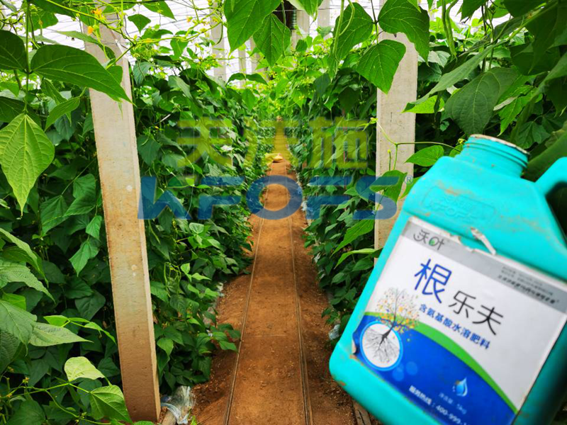 生根劑-豆角用根樂夫生根劑效果.png