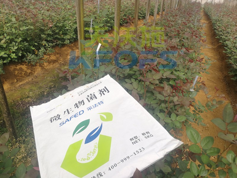 玫瑰水溶肥哪家好？問問基地老板就知道