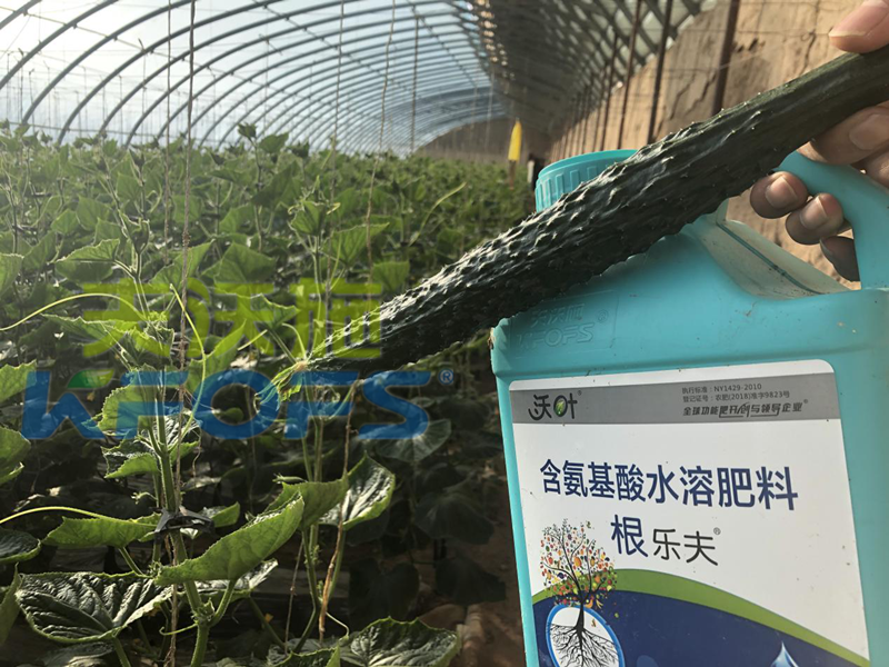 生根劑-黃瓜用沃葉根樂(lè)夫生根劑效果.png