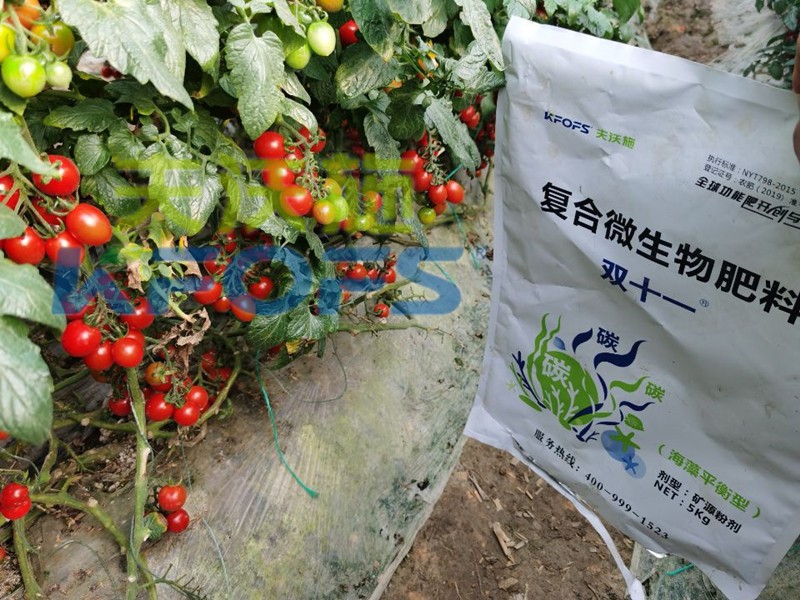 復(fù)合微生物肥料-番茄用雙十一復(fù)合微生物肥料效果.jpg