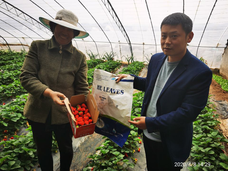 微生物菌劑-草莓用沃葉微生物菌劑效果.png
