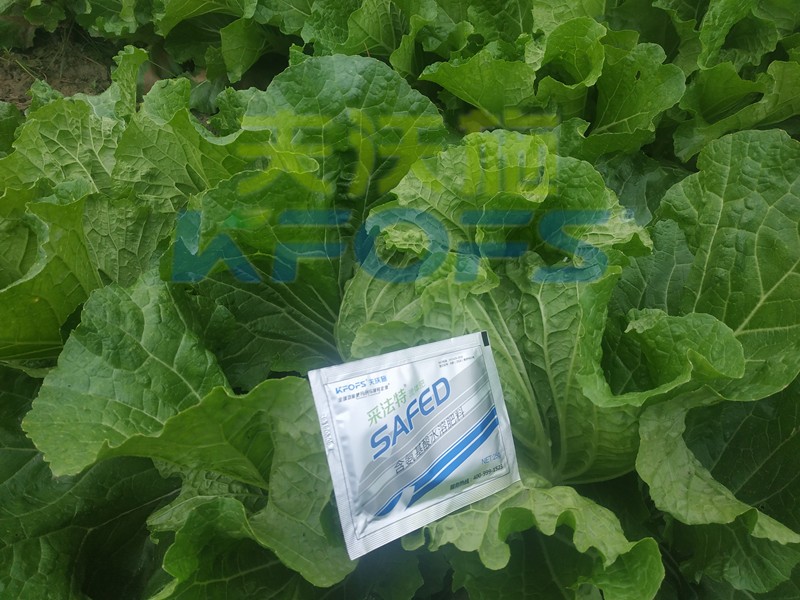 葉面肥-白菜用采法特葉面肥效果1.jpg