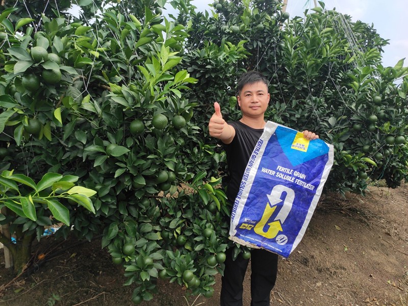 臍橙果期怎樣用顆粒水溶肥效果好？