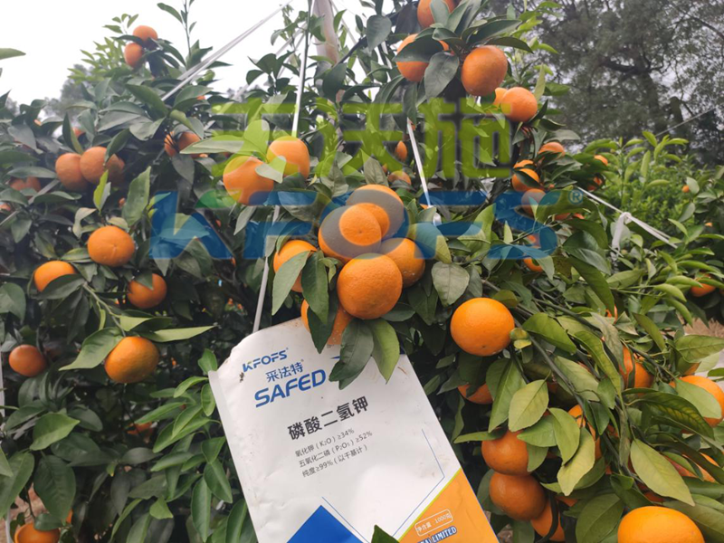 冷凍來襲，水溶肥在柑橘上的防凍措施，不看虧大了！