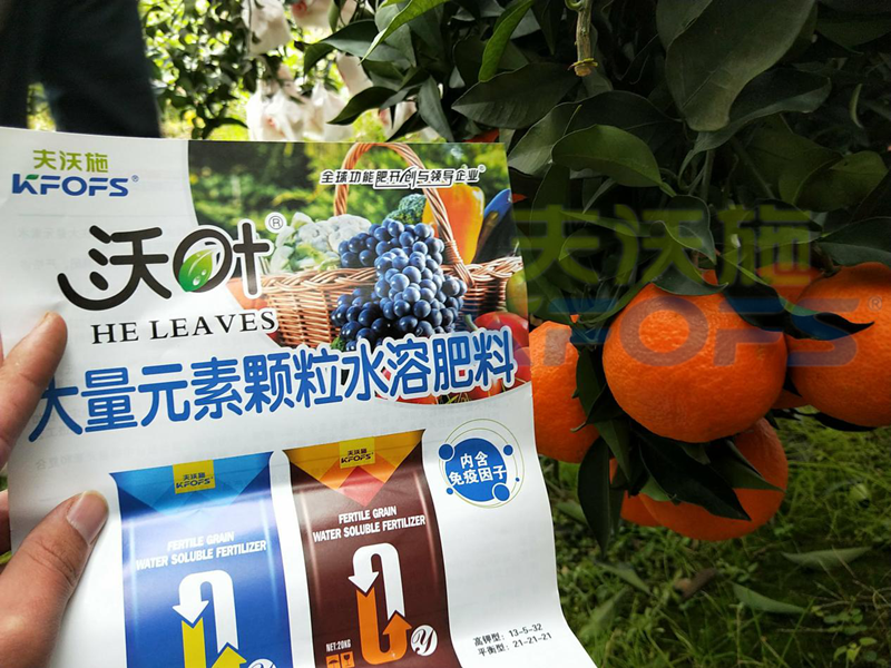 柑橘轉色期水溶肥這樣用！