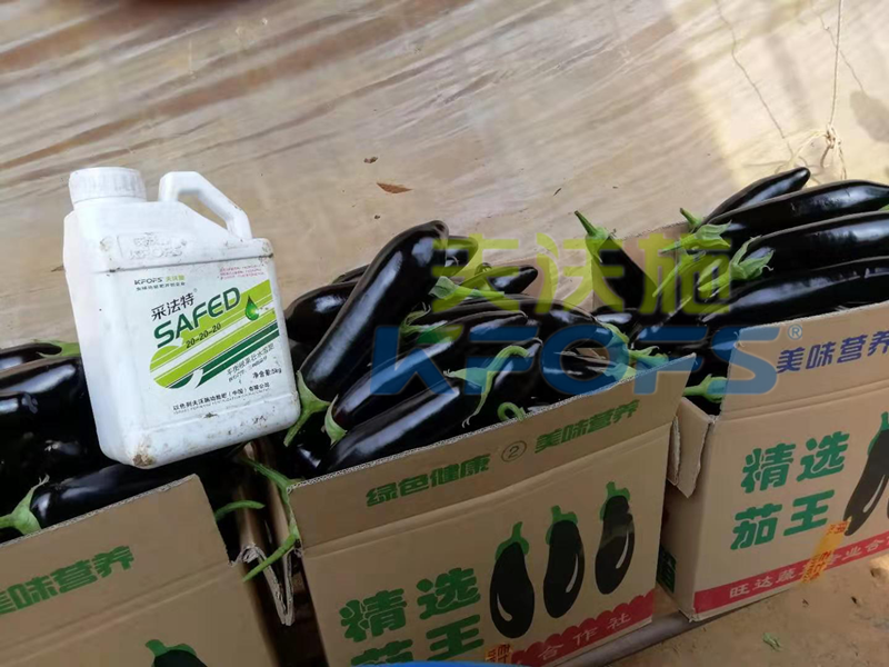 水溶肥這樣用，茄子有光澤