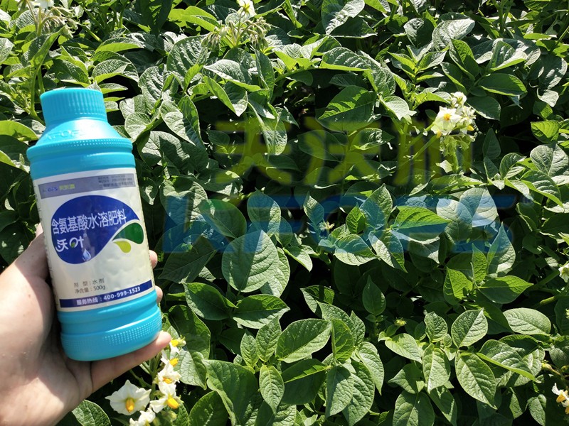 水溶肥防寒抗凍套餐，種植者值得一看！