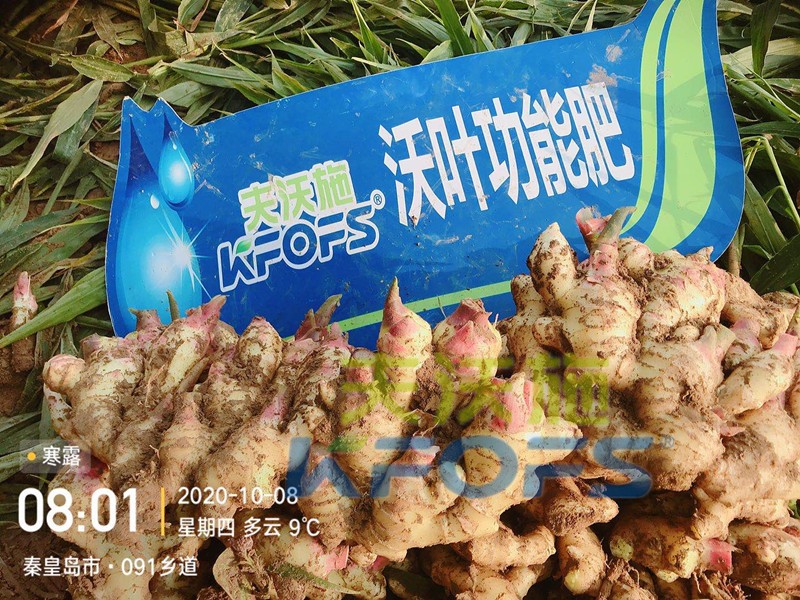 水溶肥-大姜用沃葉水溶肥效果.jpg