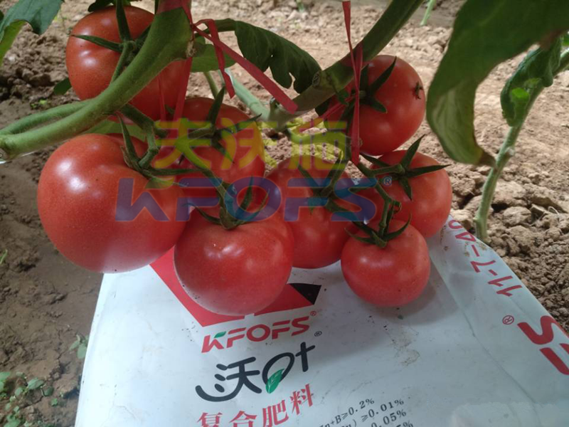 蔬菜使用水溶肥能提前上市？用對肥很重要
