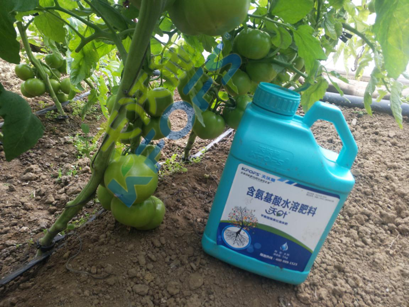 大棚蔬菜冬季用什么肥？