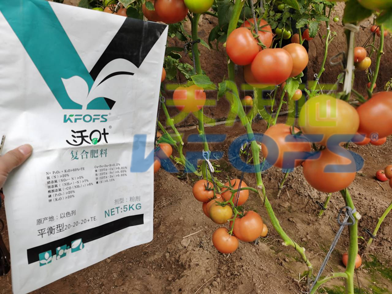 番茄用什么肥料瓜果多著色好