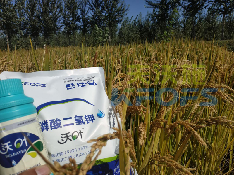 葉面肥-水稻用沃葉葉面肥、二氫鉀效果.png