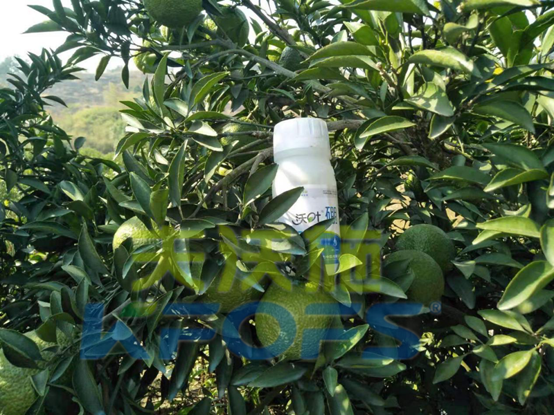 使用硼肥對植物有哪些好處？