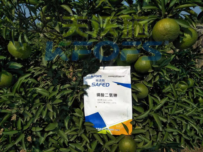 采法特水溶肥教你，冬季如何防治果樹凍害