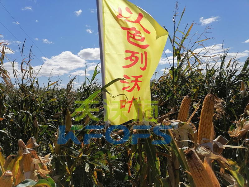 鋅肥-玉米用沃葉鋅肥.png