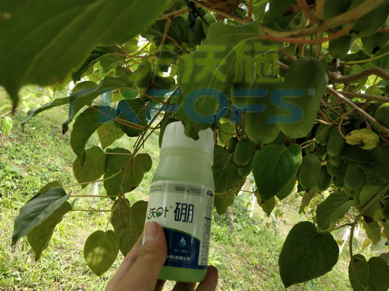 給農(nóng)作物施用硼肥需要注意什么？