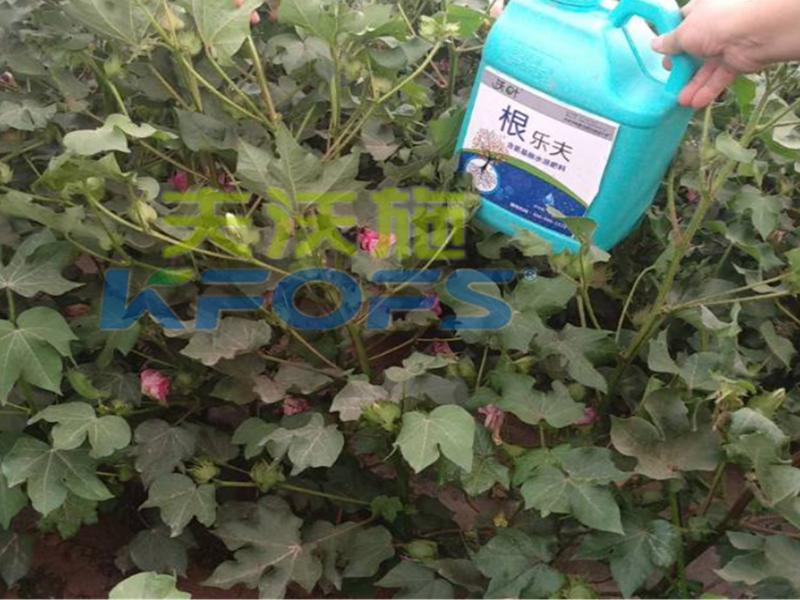 生根劑-棉花用沃葉根樂夫1.png