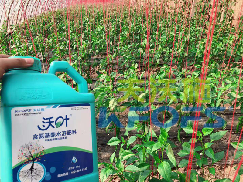 進口肥-辣椒使用沃葉顆粒水溶肥效果.png