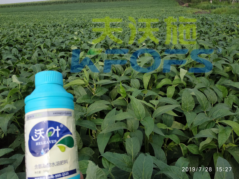 葉面肥增產(chǎn)增質的正確使用方法