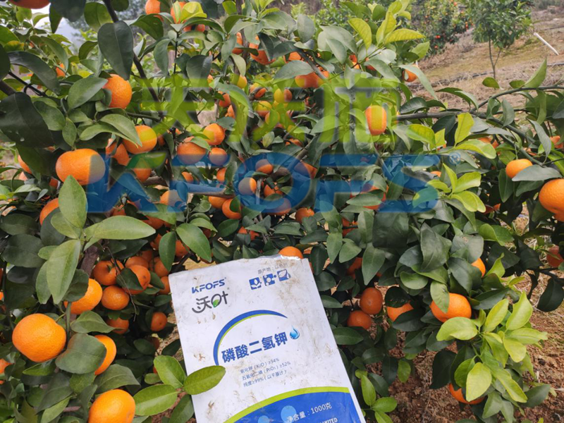 水溶肥-砂糖橘使用沃葉水溶肥效果.png