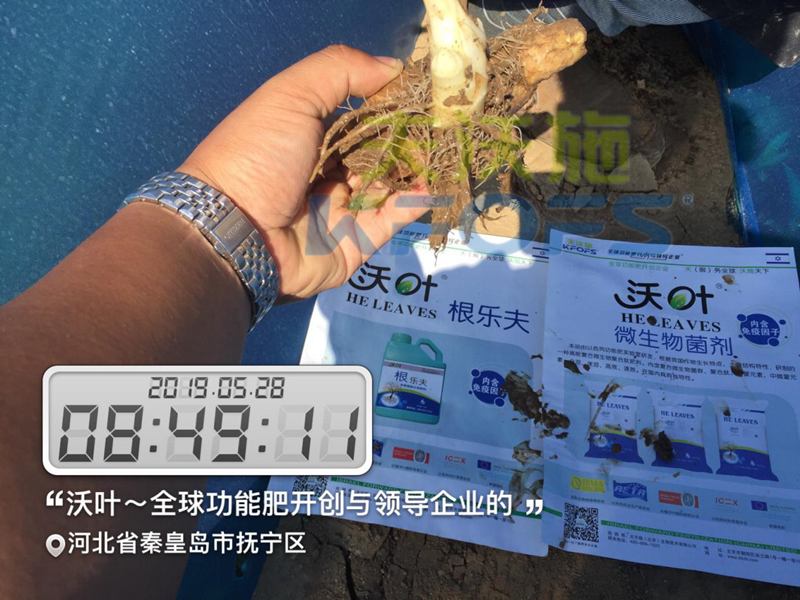 進(jìn)口水溶肥-夫沃施沃葉水溶肥大姜效果.png