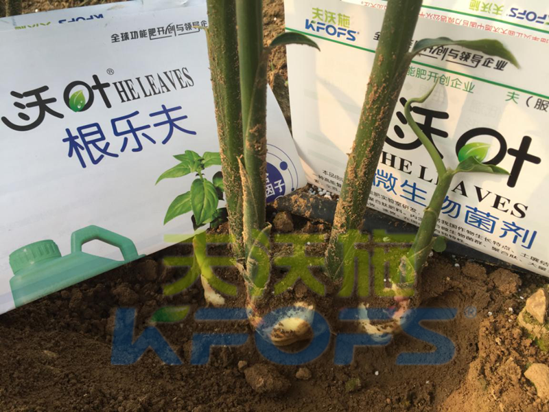 進(jìn)口水溶肥-夫沃施沃葉水溶肥大姜效果2.png