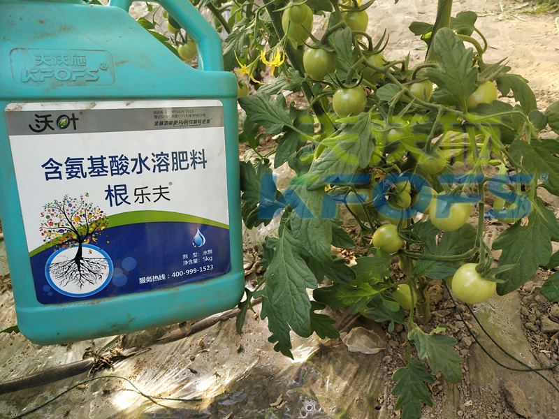 水溶肥-小番茄使用沃葉水溶肥效果.png