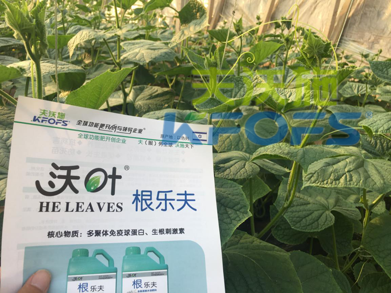 生根劑用多了燒根嗎？