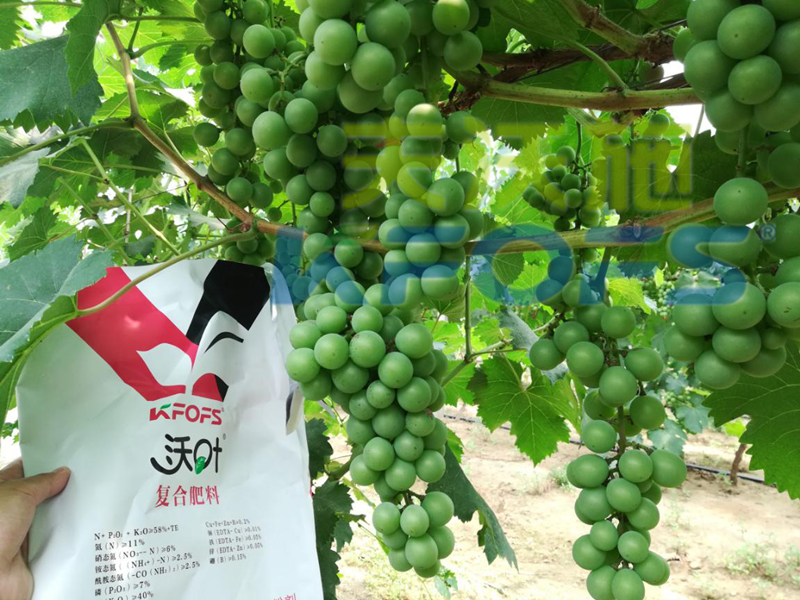 水溶肥哪個(gè)品牌好？來看看種植戶怎么說！