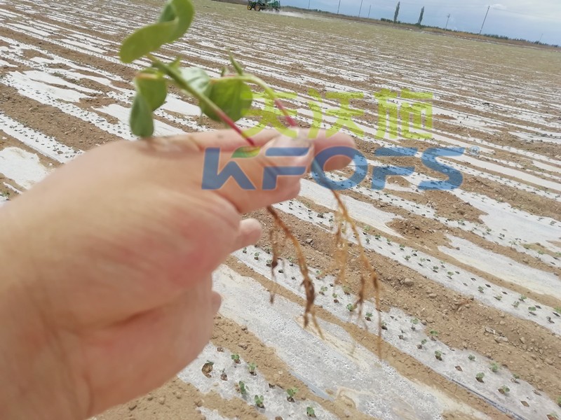 水溶肥哪個品牌好？種植戶是這樣說的